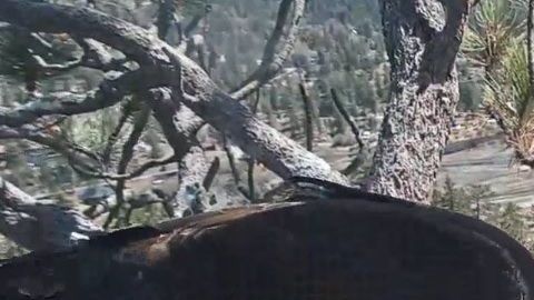 Epic y Shadow permanecen con sus pequeños la mayor parte del tiempo, brindándoles calor y mucha comida.