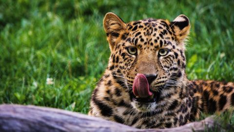 El jaguar está en peligro de extinción.