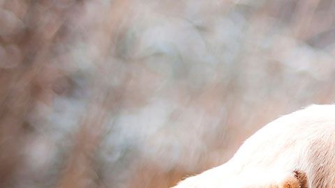 En cualquiera de estos empleos podrías estar rodeados de los seres que más te gustan.