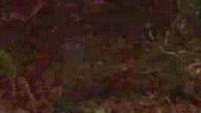 Aparecen más narcomantas y ejecutados con sello del CJNG en Veracruz Mexico