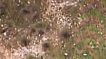 La avioneta cayó en un rancho cercano.