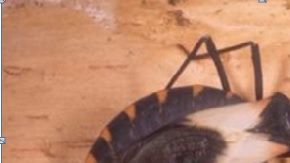 El insecto que transmite la enfermedad generalmente pica la cara de las personas.