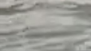 El hombre atacando al pelícano.