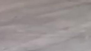 Un video muestra cómo la mujer tiró los cachorros a la basura.