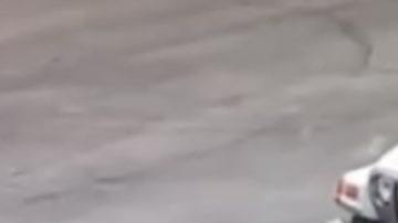 Un video muestra cómo la mujer tiró los cachorros a la basura.