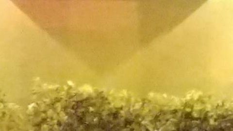 Un cocodrilo a la entrada de una casa en la Pequeña Habana, en Miami.