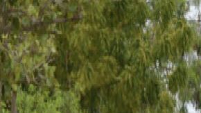 Mujeres Cártel del Noreste CDN