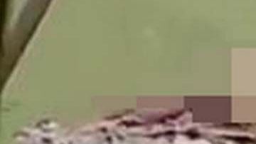Video muestra al reptil con el cadáver en sus mandíbulas.