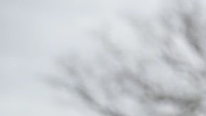 Trump fue lo bastante inteligente para darse cuenta de este fenómeno reaccionario.