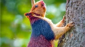 Ardilla multicolor gigante de La India.