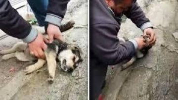Un perrito se estaba asfixiando y un hombre lo salva milagrosamente.