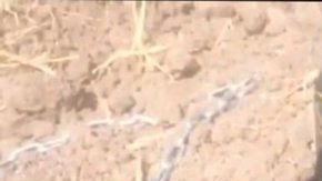 El menor era encadenado en el patio de su casa.