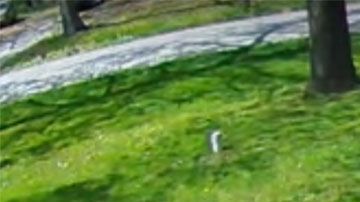 Además de entregar el paquete con rudeza, la chofer decidió dejar 'algo más' en esta calle.