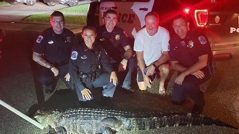 La policía contactó con la comisión competente para que trasladará al animal a otro lugar.