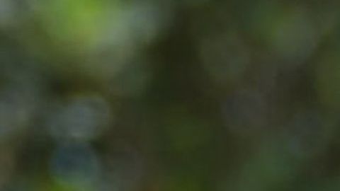 El presidente Trump también pidió más acciones a la secretaria Nielsen sobre "caravana migrante".