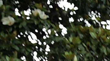 Stephen Miller es el asesor de Trump encargado de la política migratoria.