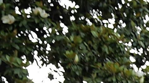 Stephen Miller es el asesor de Trump encargado de la política migratoria.