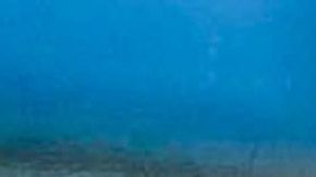 Las tortugas marinas están en peligro de extinción.