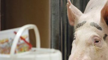 Porkchop es una cerda de Herrin, Illinois.