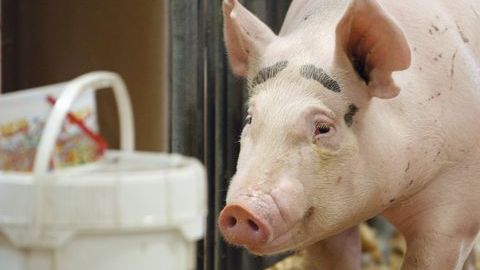 Porkchop es una cerda de Herrin, Illinois.