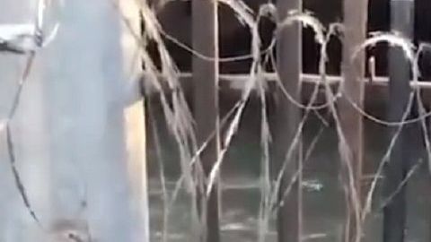 Uno de los video se ve a los inmigrantes cruzando por un río entre alambres de púas.