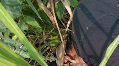 "La Limpia" deja ejecutados y narcomantas en por todo Tabasco