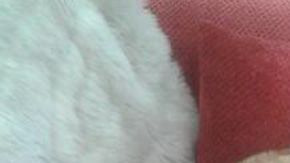 Un gato se acuesta sobre un hombre que no es su dueño.