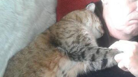 Un gato se acuesta sobre un hombre que no es su dueño.