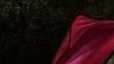 La droga tiene un valor en el mercado de $151,000 dólares.