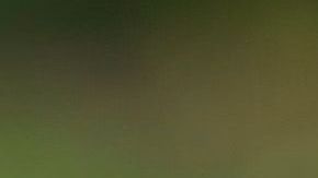 El estudio utilizó perros Beagle.