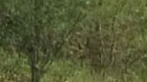 Grupo Sombra deja narcomanta y desmembrado en Veracruz