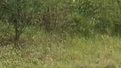 Grupo Sombra deja narcomanta y desmembrado en Veracruz