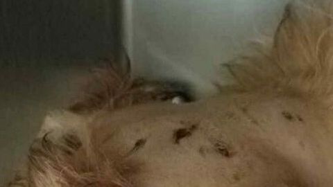 Latte, el perro milagro.