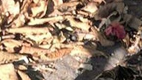 Los cuerpos abandonados en bolsas, como este descuartizado en Bosques de Las Lomas, se han vuelto hechos comunes en la CDMX.