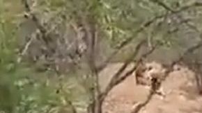 Los inmigrantes intentaron escapar de autoridades.