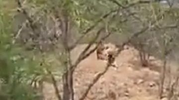 Los inmigrantes intentaron escapar de autoridades.