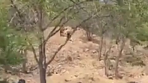 Los inmigrantes intentaron escapar de autoridades.