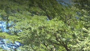 La cuadra 4900 N. Harding es uno de las áreas donde se ha registrado un robo residencial.