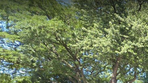 La cuadra 4900 N. Harding es uno de las áreas donde se ha registrado un robo residencial.