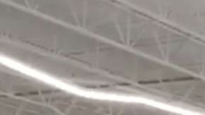 El camello en PetSmart.