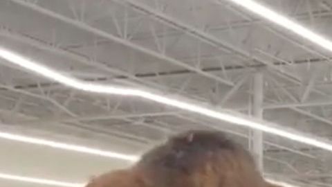 El camello en PetSmart.