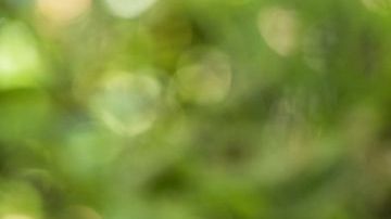 shutterstock_711654871