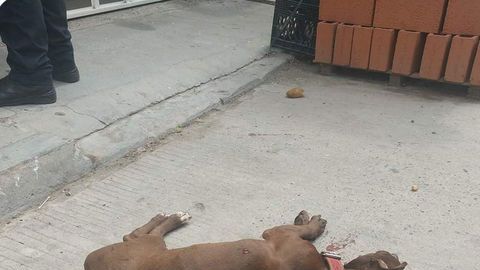 Sicarios matan a pareja y a su perro en Oaxaca, México