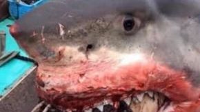 Las fotos circulan en redes como Twitter.