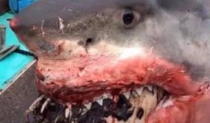 Las fotos circulan en redes como Twitter.