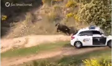 Un toro de lidia escapó y embistió una patrulla en España