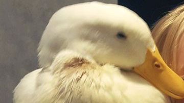 La pequeña Kylie con su pato al que adora.