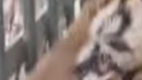 Animales decomisados tras abatimiento de Don Chelo en 2017