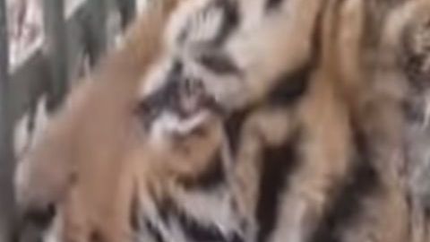 Animales decomisados tras abatimiento de Don Chelo en 2017