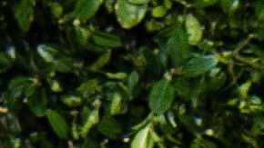 Yalitza Aparicio, la estrella de la película "Roma"